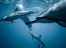 九游体育app-F1土耳其站汉密尔顿一停制胜 追平舒马赫加冕七冠